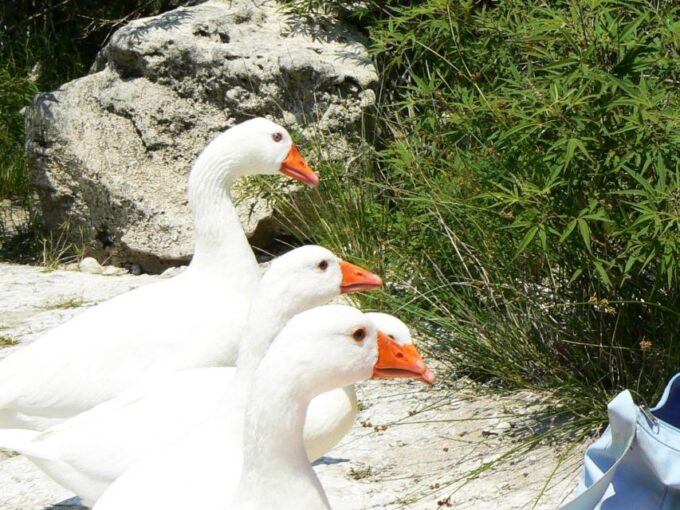Full-Day Kournas Lake & Argyroupoli From Rethymno - Argyroupoli Village Visit