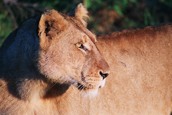 Full Day Kruger National Park Game Drive - Tour Inclusions