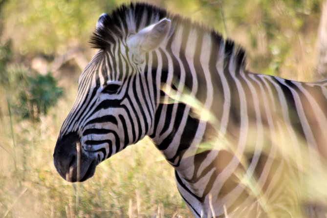 Full-Day Kruger National Park Safari - Meeting and Pickup Information