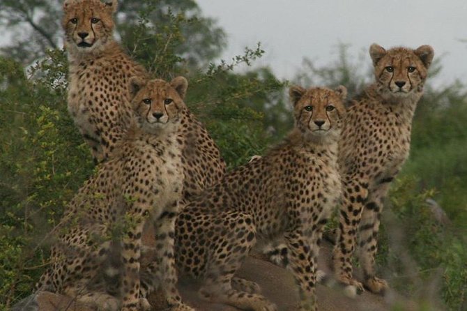 Full-Day Kruger National Park Safari - Additional Information