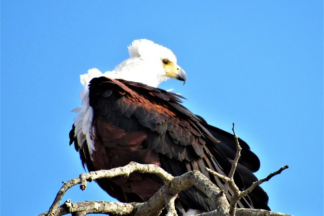 Full-Day Kruger National Park Safari - Kruger National Park