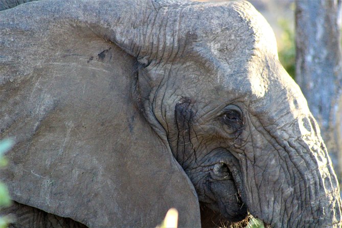 Full-Day Kruger National Park Safari - Exploring the Big Five