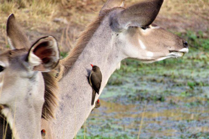 Full-Day Kruger National Park Safari - Bushman Rock Paintings