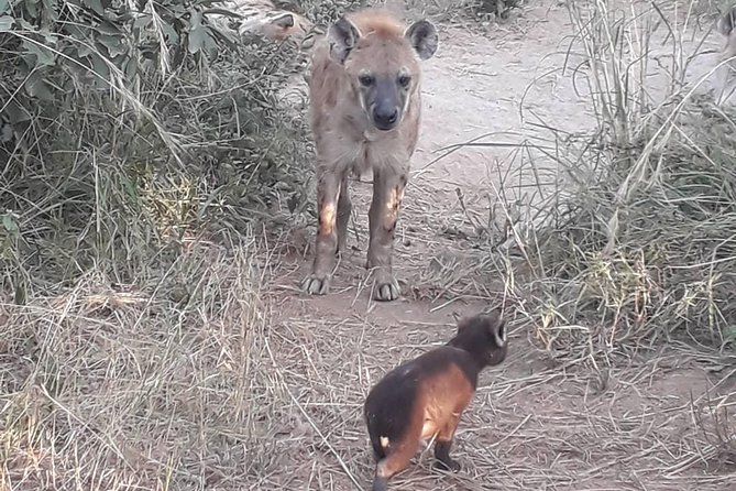 Full-Day Kruger Park Safari From Nelspruit, Whiteriver or Hazyview - Safari Vehicle and Guide