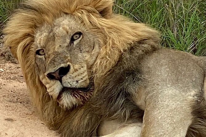 Full-Day Kruger Park Safari From Nelspruit, Whiteriver or Hazyview - Included and Excluded