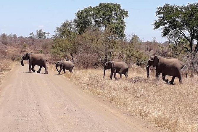 Full-Day Kruger Park Safari From Nelspruit, Whiteriver or Hazyview - Accessibility and Capacity