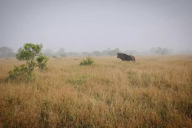 Full Day Kruger Park Wildlife Safari From Hoedspruit - Highlights