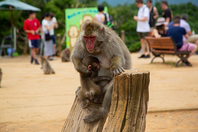 Full Day Kyoto Walk in Fushimi, Arashiyama, Monkey, and Kinkakuji - Key Points