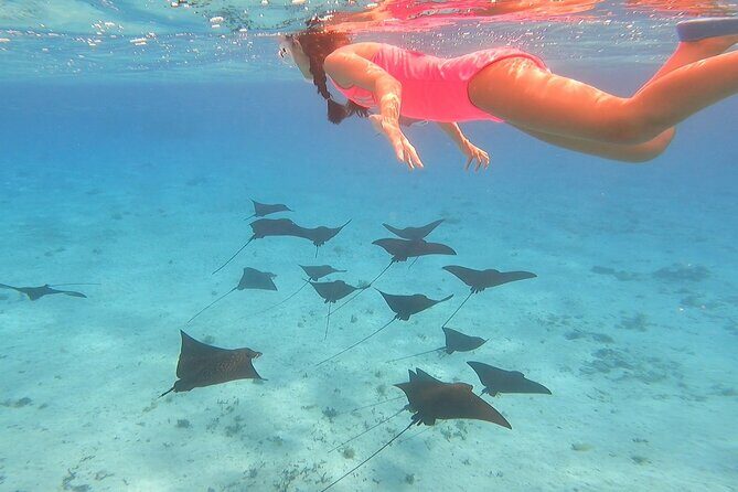 Full-day Lagoon Safari Tour with Lunch in Bora Bora - Shared tour - Introduction: What’s Special About This Bora Bora Lagoon Safari?
