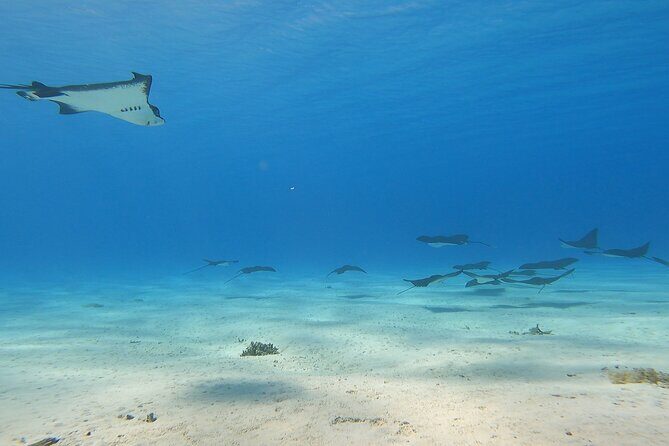Full-day Lagoon Safari Tour with Lunch in Bora Bora - Shared tour - Key Points