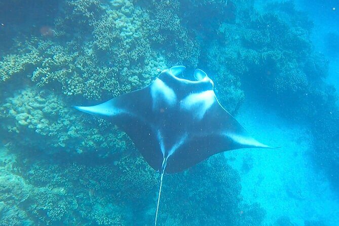 Full-day Lagoon Safari Tour with Lunch in Bora Bora - Shared tour - FAQ