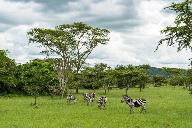 Full-Day Lake Mburo National Park Safari With Boat Trip (2 Day Option Available) - Key Points