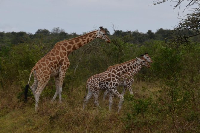 Full-Day Lake Mburo National Park Safari With Boat Trip (2 Day Option Available) - Highlights of the Safari