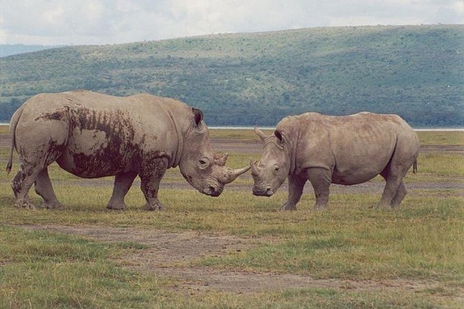 Full-Day Lake Nakuru National Park From Nairobi - Inclusions and Tour Essentials