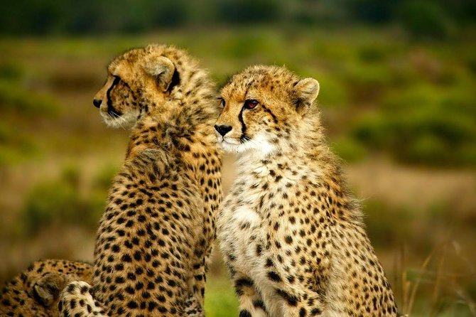 Full-Day Lake Nakuru National Park From Nairobi - Booking and Availability Details