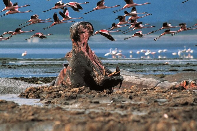 Full-Day Lake Nakuru National Park Private Tour From Nairobi - Booking Information