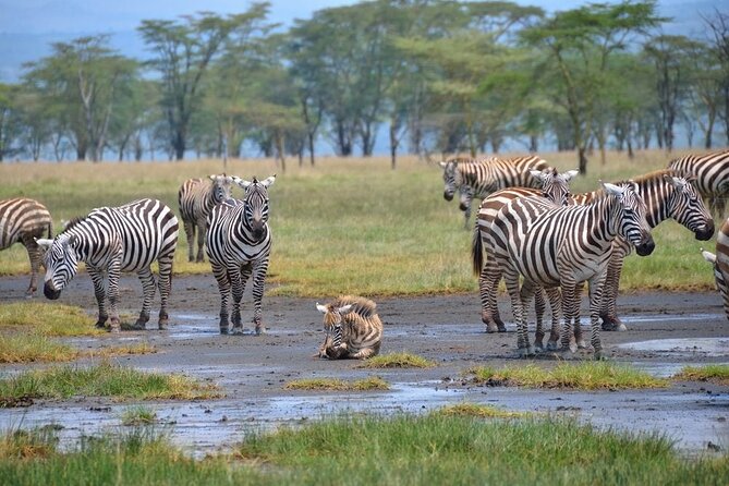 Full-Day Lake Nakuru National Park Private Tour From Nairobi - Highlights of the Tour