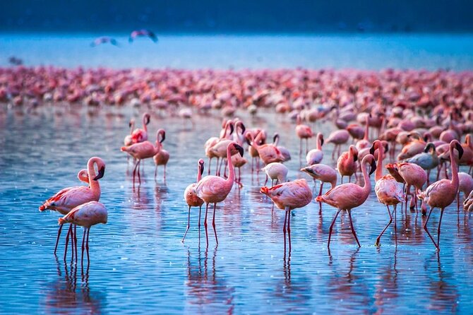Full-Day Lake Nakuru National Park Private Tour From Nairobi - Additional Information
