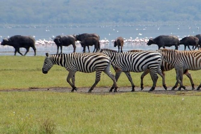 Full Day Lake Nakuru Park and Optional Boat Ride on Lake Naivasha - Birdwatching Around Lake Nakuru