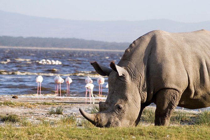 Full Day Lake Nakuru Park and Optional Boat Ride on Lake Naivasha - Lake Naivasha Boat Ride