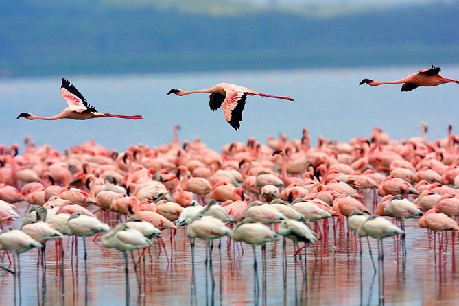 Full Day Lake Nakuru Park and Optional Boat Ride on Lake Naivasha - Additional Tour Information