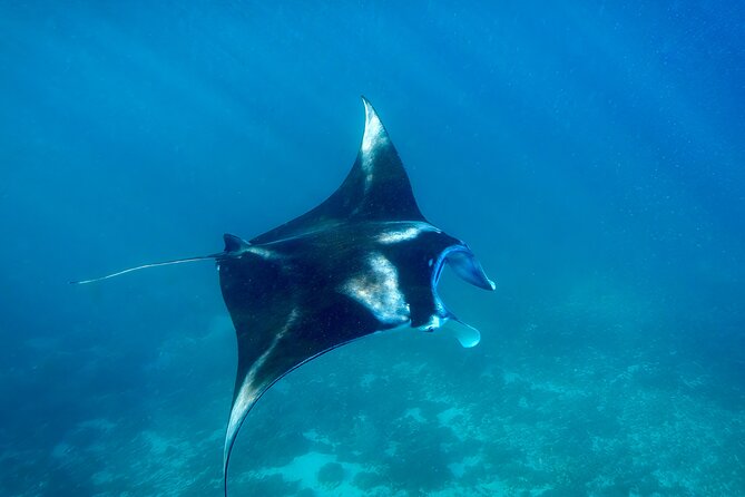 Full Day Land and Sea Tour to Nusa Penida With 4 Snorkeling Spots - Snorkeling at Coral Gardens