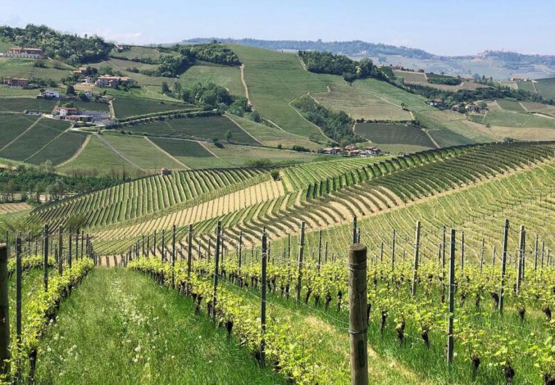 Full-Day Langhe Region Tour With Wine Tasting Experience - Typical Trattoria Lunch