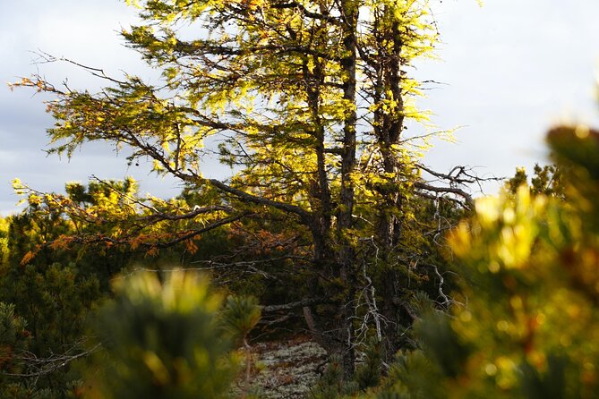 Full-Day Larch Hike, Departure From Banff - Participant Requirements