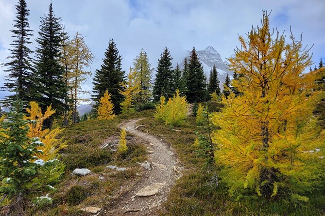 Full-Day Larch Hike, Departure From Banff - Cancellation Policy