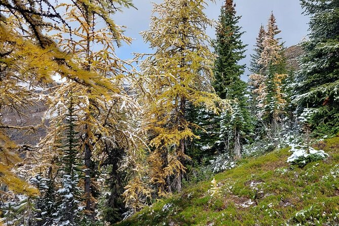 Full-Day Larch Hike, Departure From Banff - What to Expect
