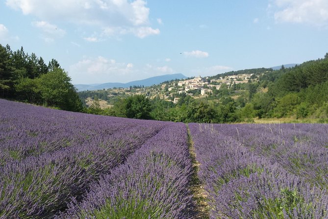 Full Day Lavender Tour Luberon and Sault - Meeting Point and Timing