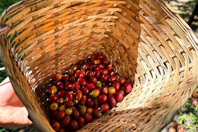Full Day Learning About the Process of the Best Coffee in the World - Coffee Processing Methods
