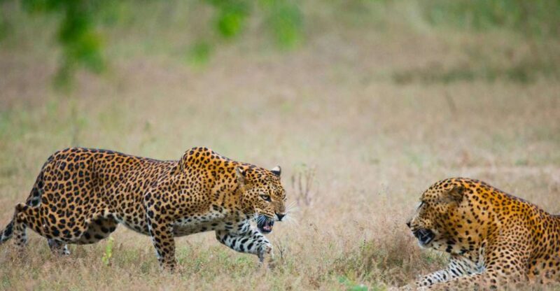 Full-Day Leopard Safari at Yala With Picnic Lunch - Key Points