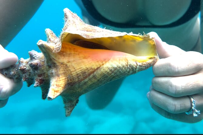 Full Day Luxury Catamaran Turtle Snorkel and Beach Getaway - Amenities and Inclusions