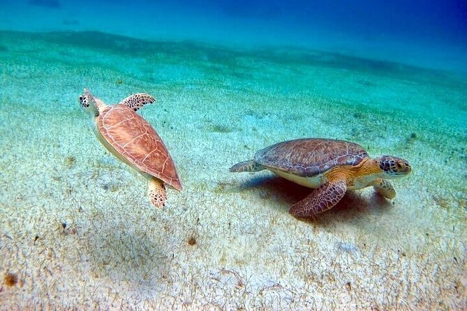 Full Day Luxury Catamaran Turtle Snorkel and Beach Getaway - Snorkeling With Turtles