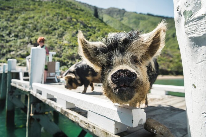 Full Day Marlborough Sounds Mail Boat Cruise - Scenic Waterways Exploration