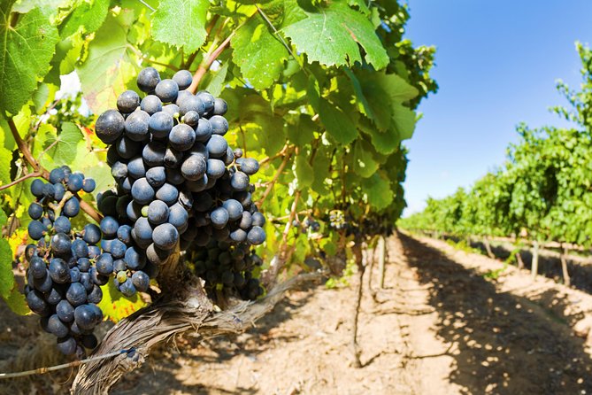 Full Day Martinborough Wine Tour - Accessibility