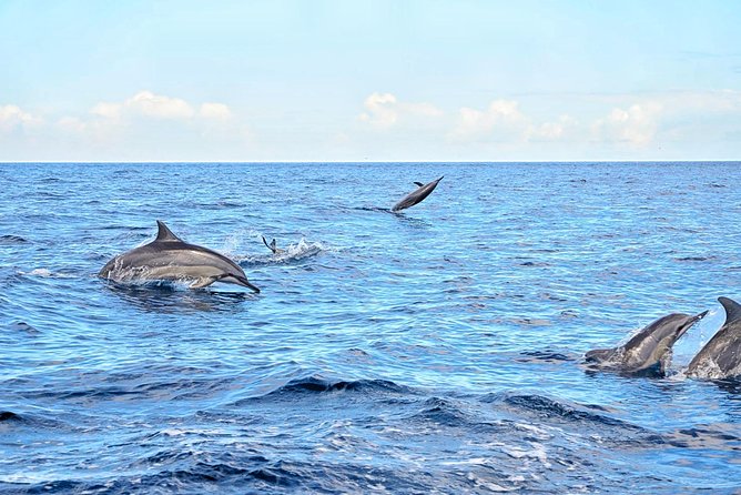Full-Day Mauritius Volcanic Wonders Tour Including Swimming With Wild Dolphins - Included Services