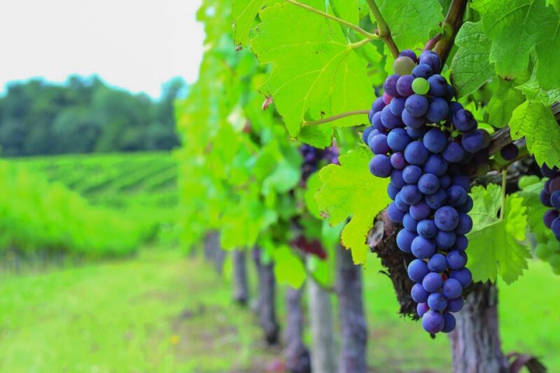 Full-Day Medoc Wine Tour - Classified Growth and Cru Bourgeois