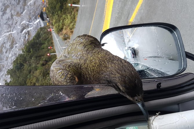 Full-Day Milford Sound Extraordinaire Tour From Te Anau - Scenic Stops and Walks