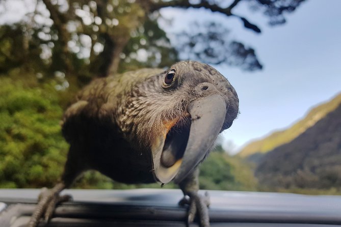 Full-Day Milford Sound Tour With Cruise and Walks From Te Anau - Inclusions and Logistics