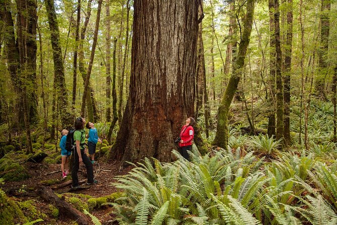 Full-Day Milford Sound Tour With Cruise and Walks From Te Anau - Guided and Self-Guided Walks