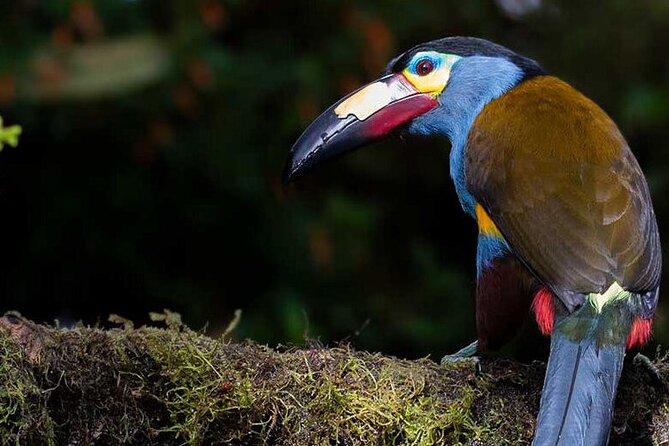 Full Day Mindo - Cloud Forest From Quito - Private Transportation and Guides