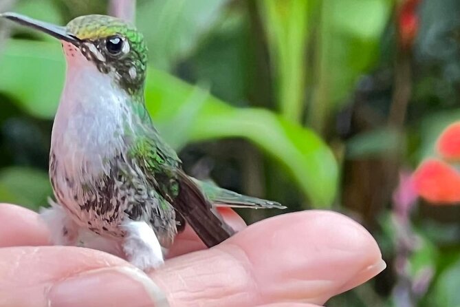Full Day Mindo Cloud Forest From Quito (Private Tour-Customized) - Pickup and Confirmation