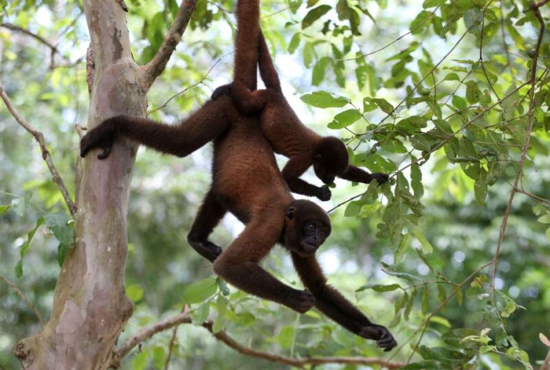 Full Day Monkey Island Tour - Cultural Experience