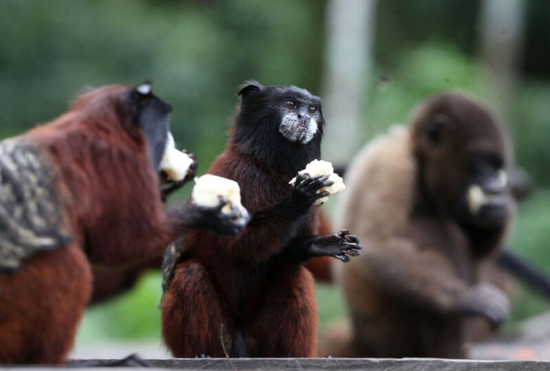 Full Day Monkey Island Tour - Important Information