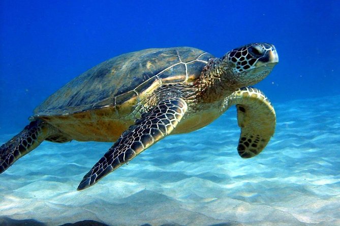 Full-Day Mussandam Cruise With Lunch Dibba - Passport and Document Requirements