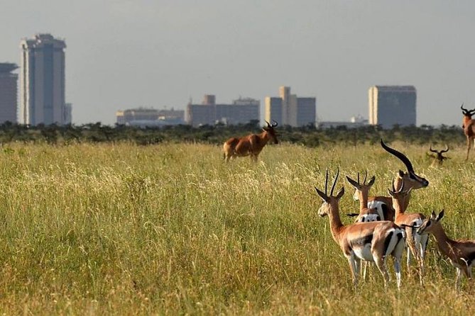 Full-Day Nairobi National Museum, Giraffe Centre and Nairobi National Park Tour - Additional Tour Details