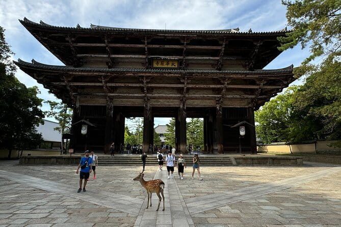 Full Day Nara Deer, Temple, Shrine, Activities & Tea Ceremony - Deer Encounters and Feeding