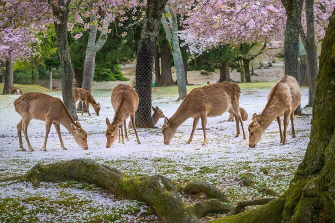 Full Day Nara Deer, Temple, Shrine, Activities & Tea Ceremony - Lunch and Local Cuisine